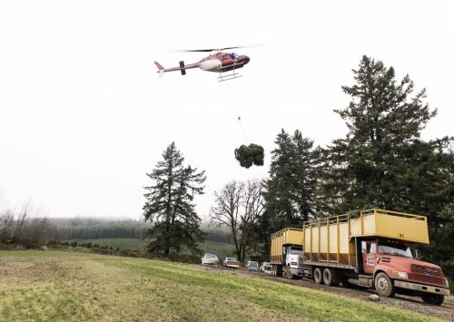 A helicoptor delivers fresh cut Christmas trees to a waiting truck 