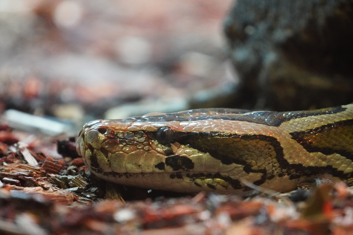 Giant Invasive Pythons Are Spreading Fast in Florida — Best Life