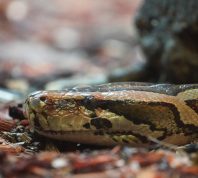 Invasive Pythons Spreading Fast in Florida