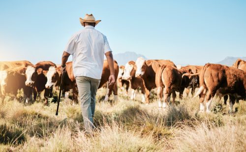farmer walking with livestock
