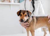 Happy Veterinarian or Doctor With Dog at Vet Clinic. Concept of Care, Education, Training and Raising of Animals. Veterinary Clinic Concept. Services of a Doctor for Animals, Health and Treatment of Pets