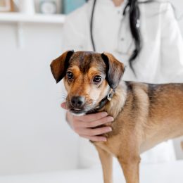 Happy Veterinarian or Doctor With Dog at Vet Clinic. Concept of Care, Education, Training and Raising of Animals. Veterinary Clinic Concept. Services of a Doctor for Animals, Health and Treatment of Pets