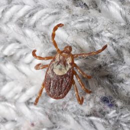 A close up of a Rocky Mountain Wood tick climbing on clothing