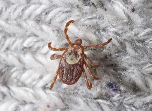 A close up of a Rocky Mountain Wood tick climbing on clothing