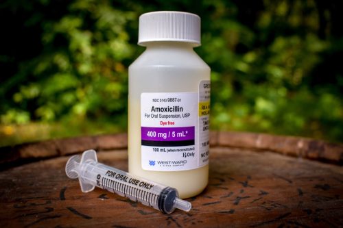 liquid amoxicillin