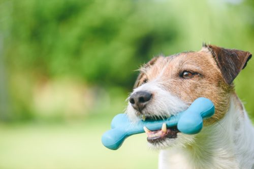 Jack Russell Terrier dog with toy bone