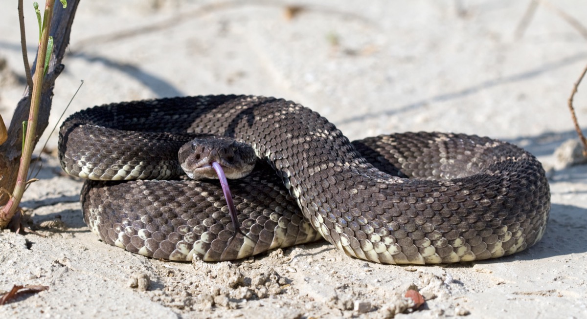 SalmonellaSpreading Tegu Lizards Are Multiplying in the U.S. — Best Life