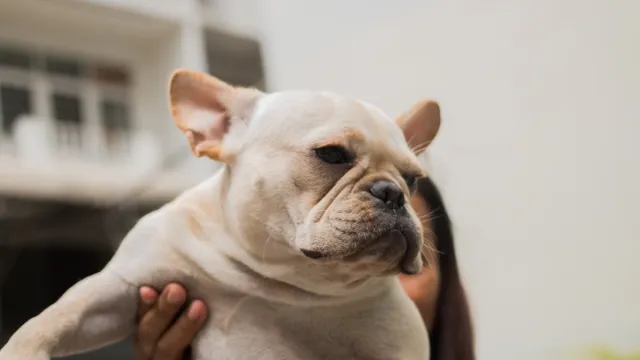 White,French,Bulldog,Hold,By,Its,Owner.,The,Dog,Feeling