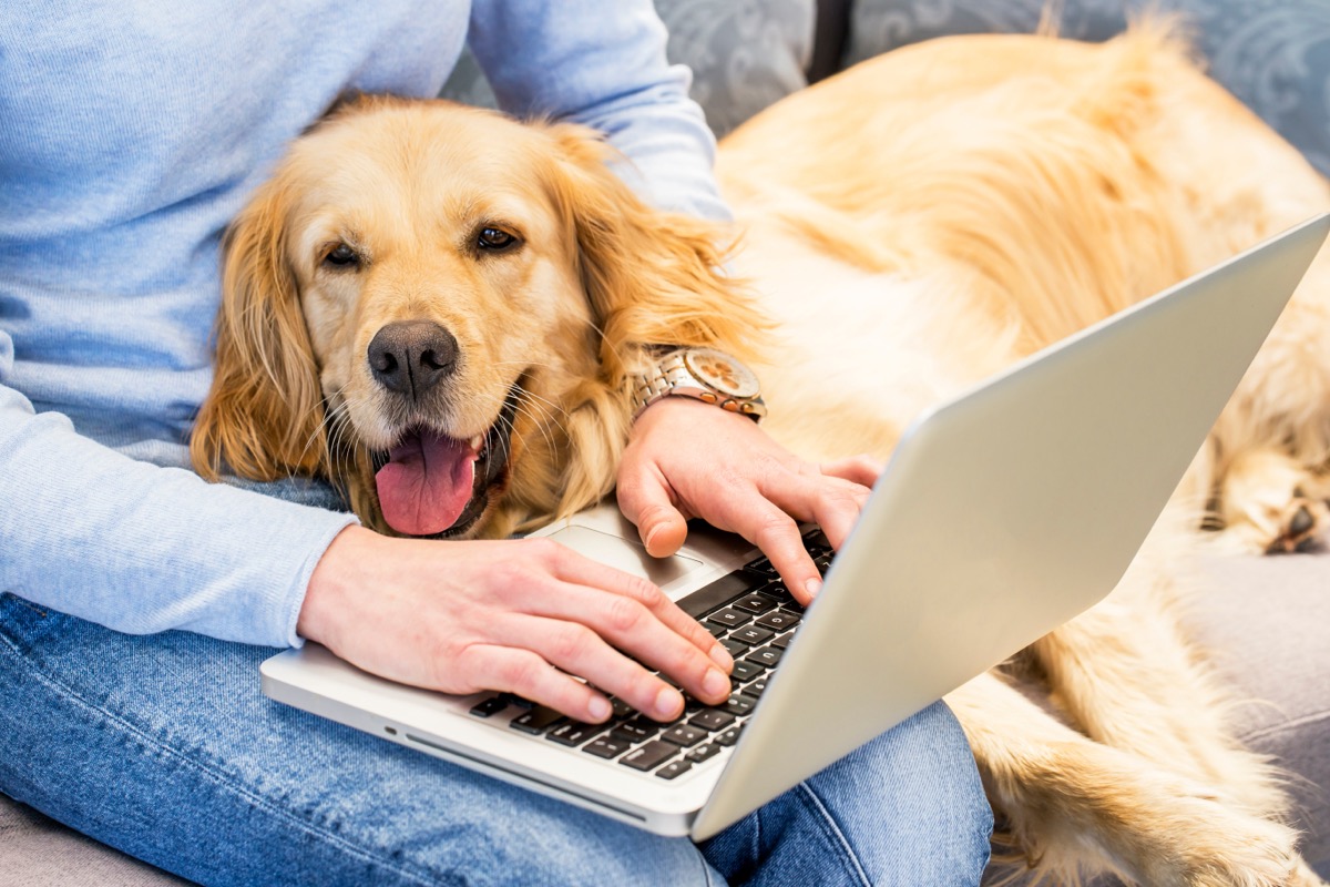 Golden Retriever in Owner's lap with laptop
