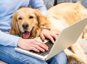Golden Retriever in Owner's lap with laptop