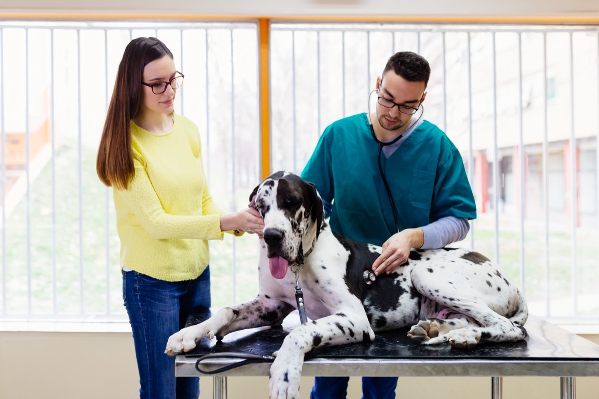 Great Dane at Vet
