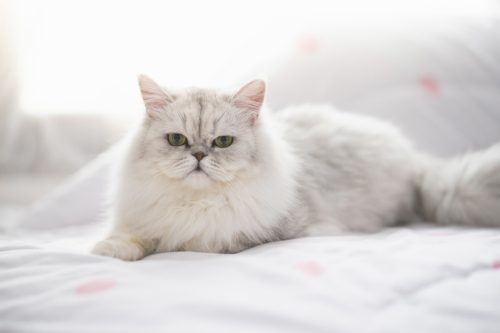 Persian Cat on Bed