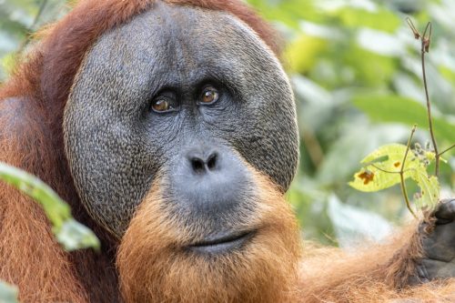 The close-up portrait of a Tapanuli orangutan in the greenery