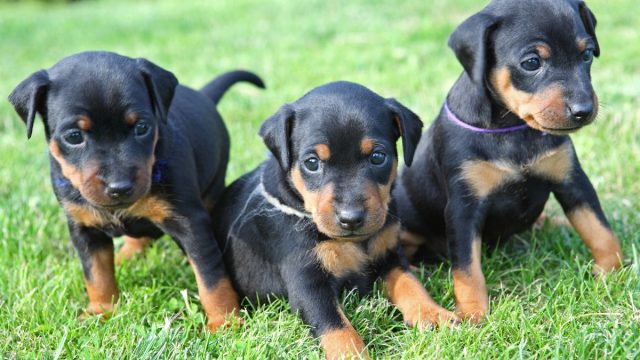 Three Miniature Pinscher Puppies