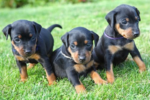 Three Miniature Pinscher Puppies