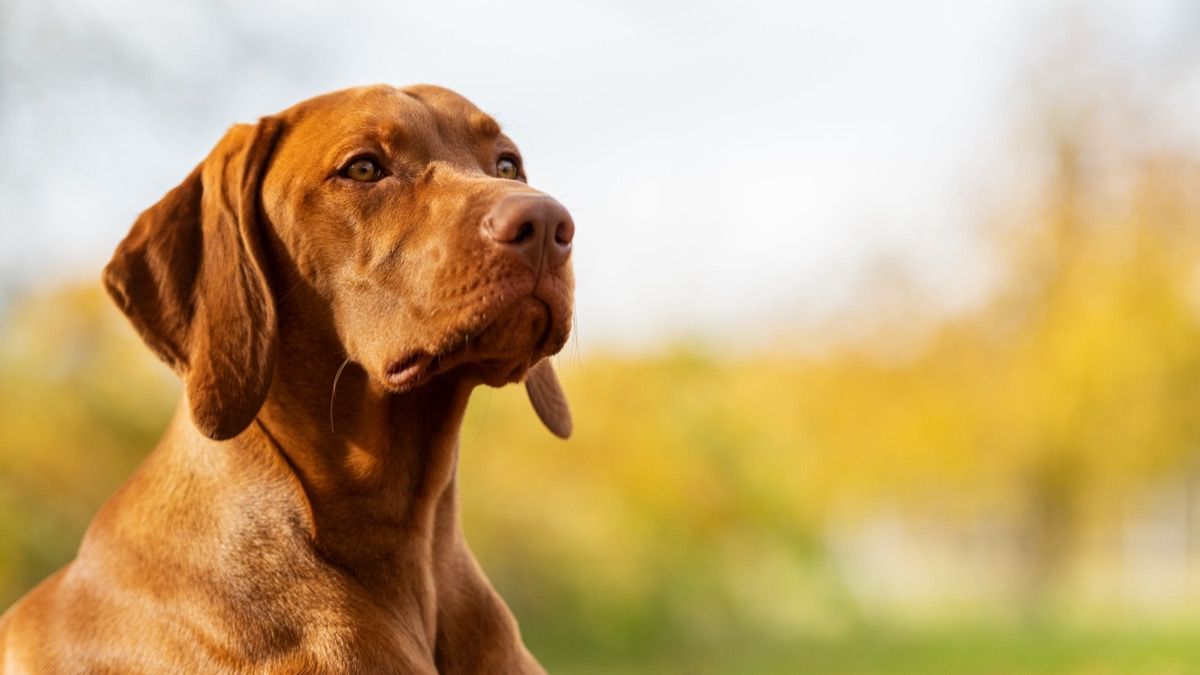 5 Clingiest Dog Breeds, According to a Veterinarian— Best Life