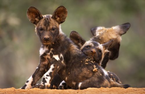 African Wild Dogs, also known as Painted Wolves