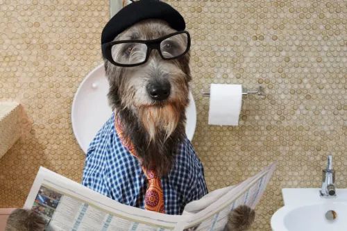 Humorous picture of a Irish wolfhound dog dressed in a hat, glasses and shirt, sitting on the toilet