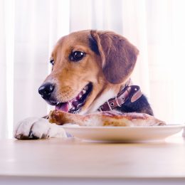 A Beagle dog about to eat a chicken leg off a plate on the table
