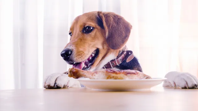 A Beagle dog about to eat a chicken leg off a plate on the table