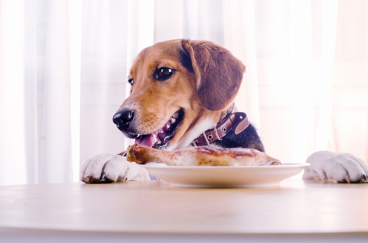 Pet dinner. Şpic Dog.