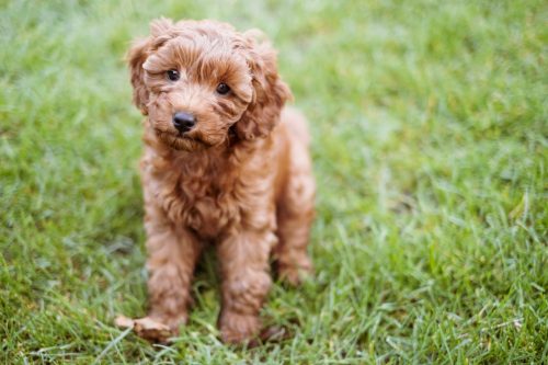 A cute little cavapoo puppy is sitting in the grass listening to commands