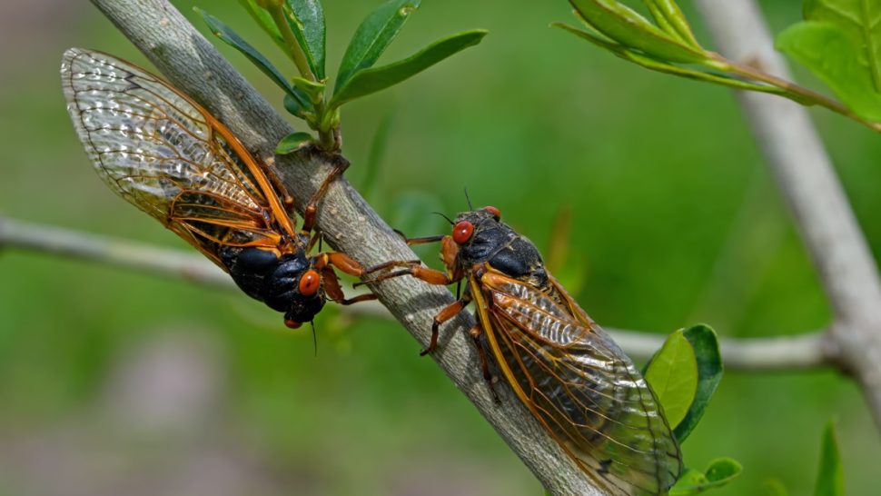 Rare Cicada "Double Brood" Will Unleash Swarms in 17 States