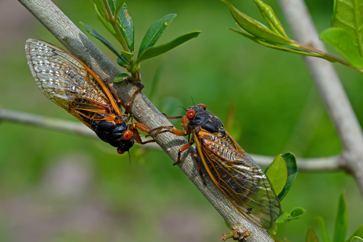 Rare Cicada "Double Brood" Will Unleash Swarms in 17 States