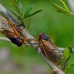 Emerged 17 year Brood X periodical cicadas. Every 17 years they tunnel up from the ground and molt into their adult form and mate. Newly hatched cicada nymphs fall from trees and burrow into dirt.