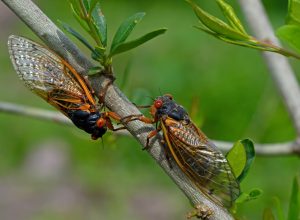 Emerged 17 year Brood X periodical cicadas. Every 17 years they tunnel up from the ground and molt into their adult form and mate. Newly hatched cicada nymphs fall from trees and burrow into dirt.