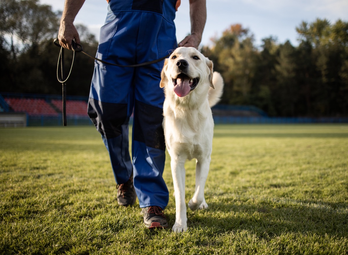 Time to study.man training his dog.