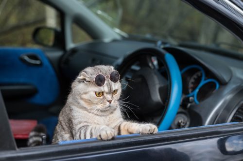 A funny cat with dark glasses looks out of the car window.