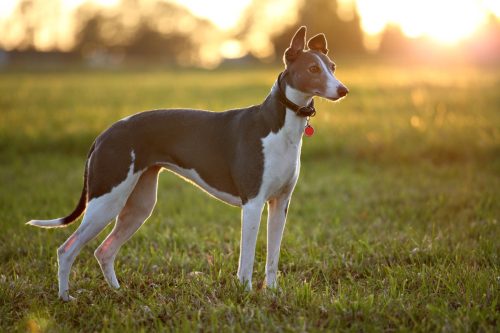 Greyhound on field