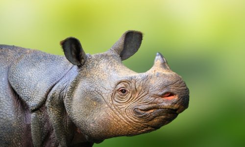 Javan Rhino 