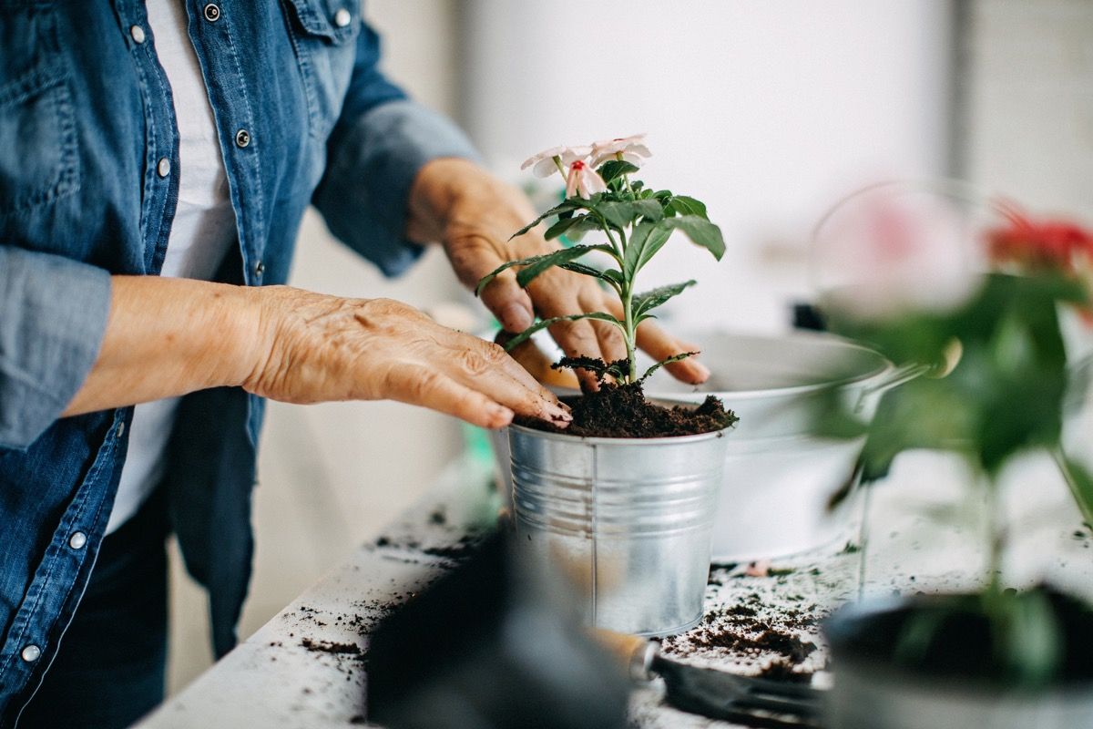 Active senior woman enjoying planting