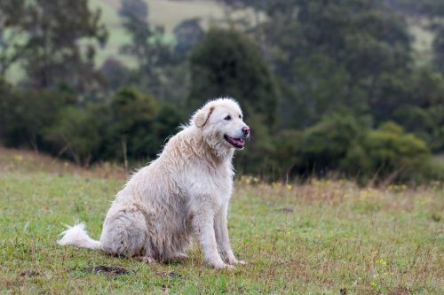 Maremma Sheepdog dog posing for photo