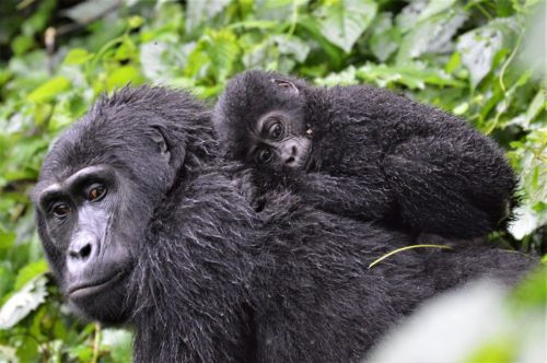 Baby mountain gorilla laying on mother's back in Bwindi