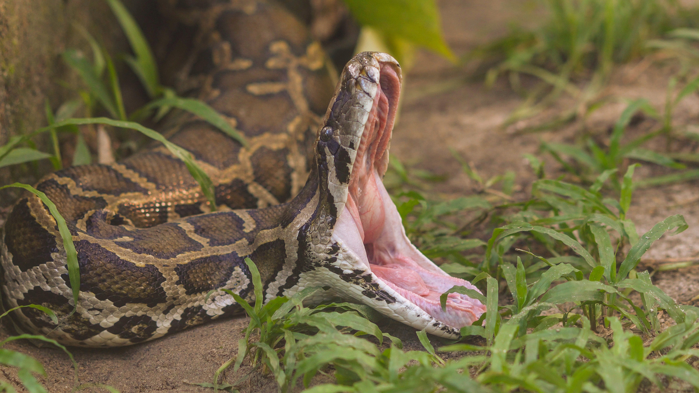 A Burmese python on the ground with its mouth wide open