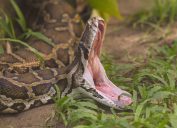 A Burmese python on the ground with its mouth wide open