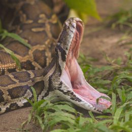 A Burmese python on the ground with its mouth wide open