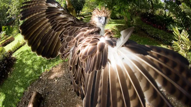 the phillipine eagle with wings spread, one of the rarest animals on earth