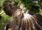 the phillipine eagle with wings spread, one of the rarest animals on earth