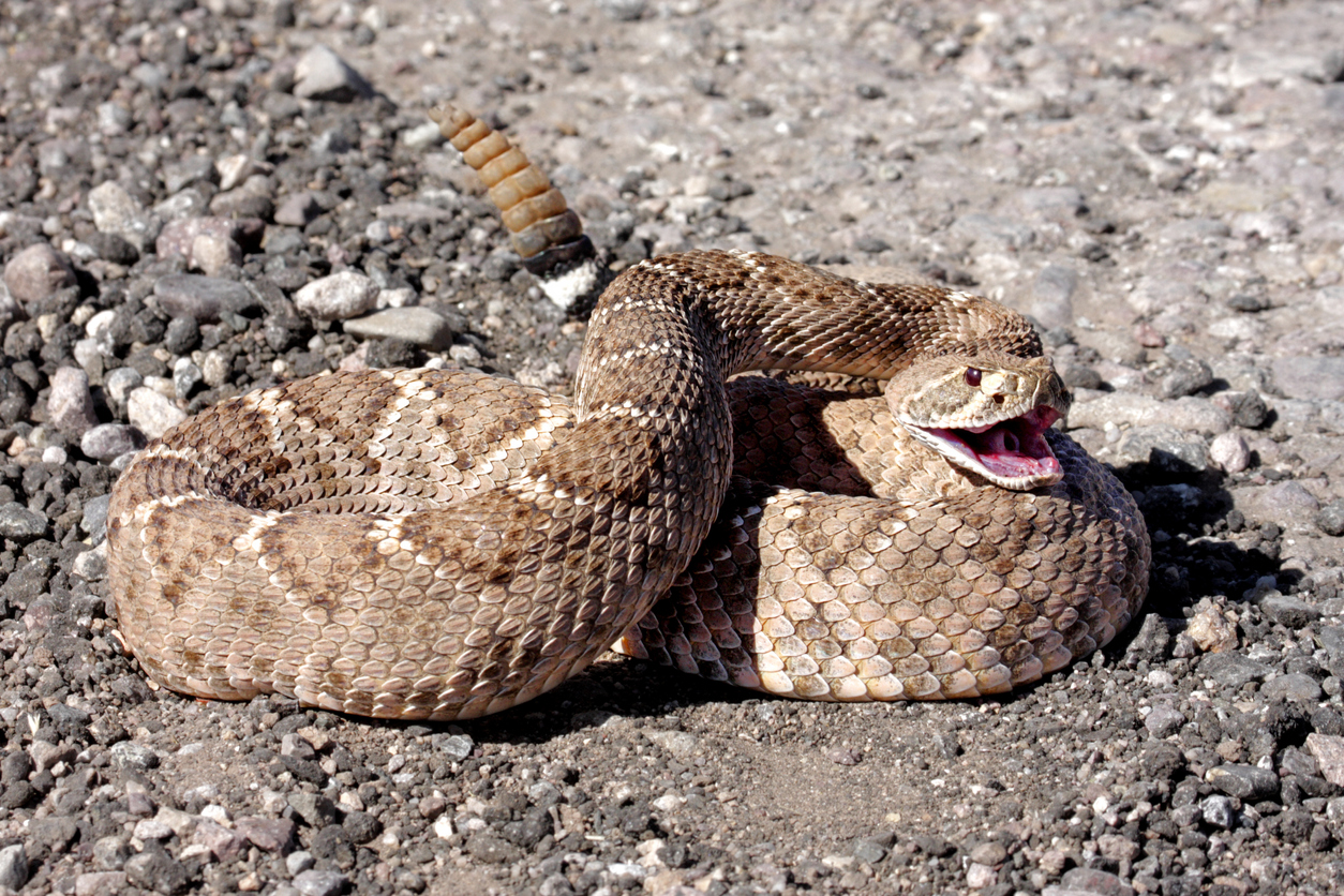 A rattlesnake coiled on the ground with its mouth open