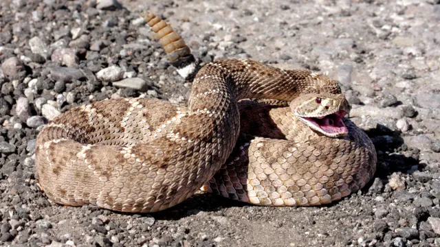 A rattlesnake coiled on the ground with its mouth open