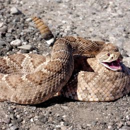 A rattlesnake coiled on the ground with its mouth open