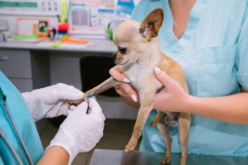 chihuahua getting nails clipped at the vet