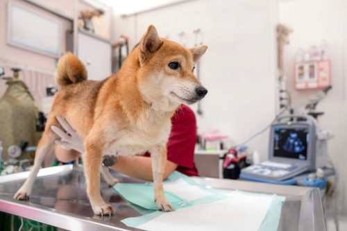 shiba inu being treated at the vet