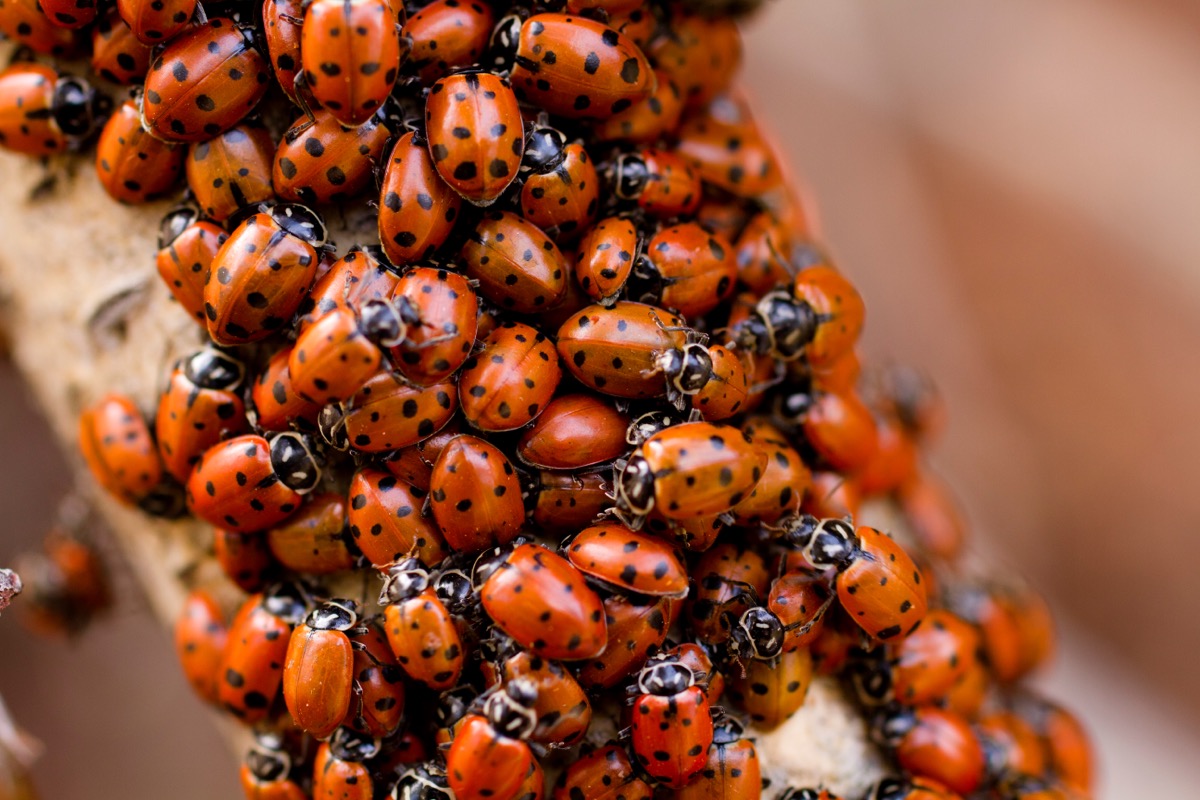 Invasive Ladybugs Are Spreading and Excreting Foul Blood