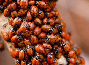 congregation of ladybugs