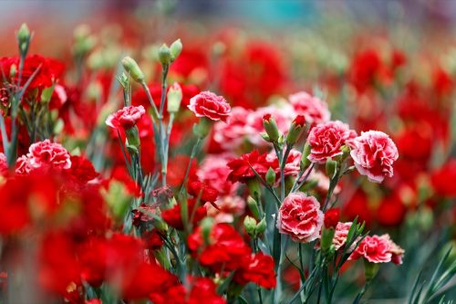 carnations growing in a flower field